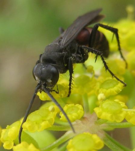 Réf. 237 762 : Anoplius infuscatus